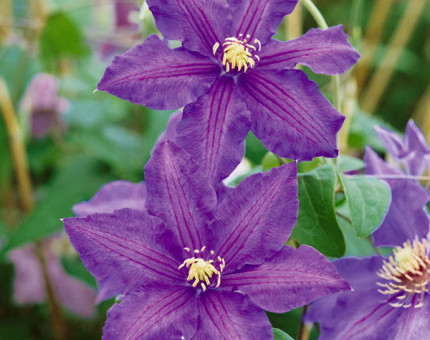 Clematis richard pennell