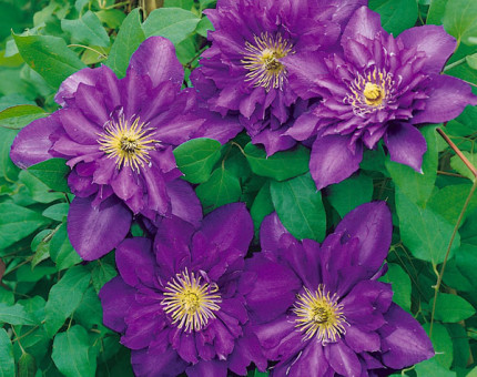 Clematis royalty