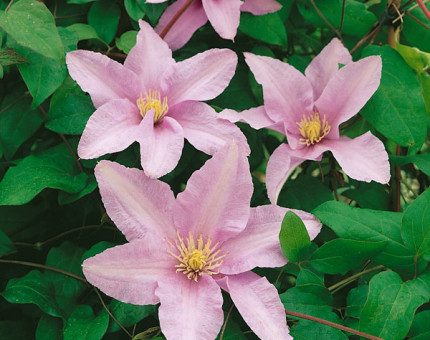 Clematis silver moon