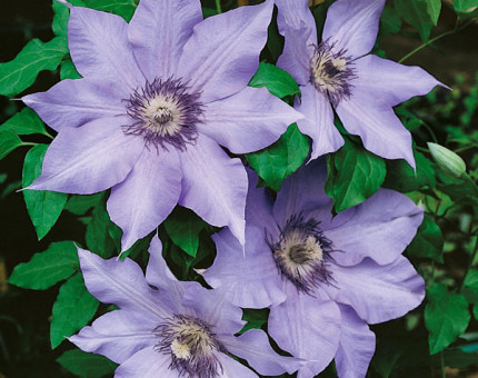 Clematis the first lady