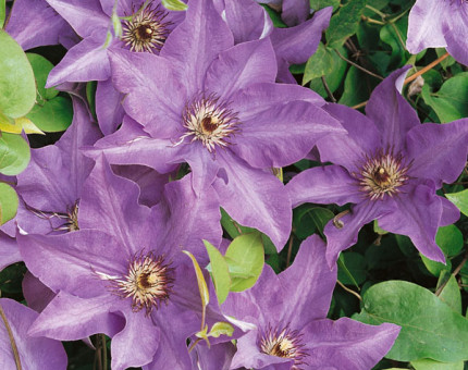 Clematis the president
