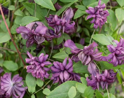 Clematis viticella mary rose