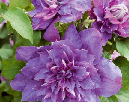 Clematis vyvyan pennell