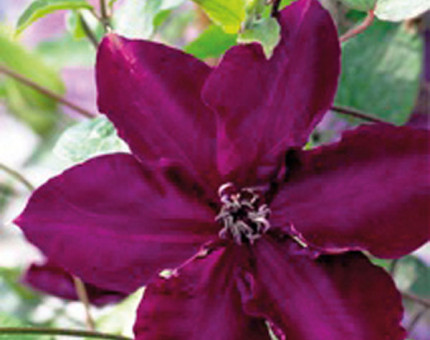 Clematis amethyst beauty
