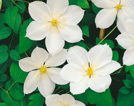 Clematis beautiful bride