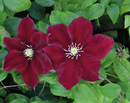 Clematis charmaine
