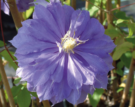 Clematis countess of lovelace