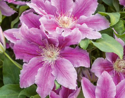Clematis dr ruppell