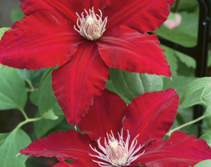 Clematis rebecca (tm evipo016)