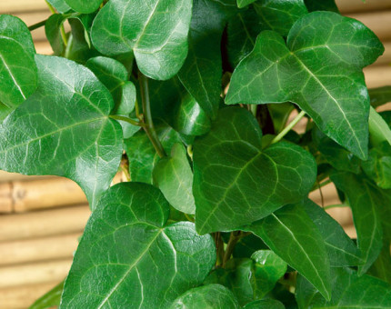 Hedera helix emerald green - Our Range