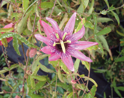 Passiflora caerulea rubra